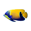 Red Chinees Fish - Image 4