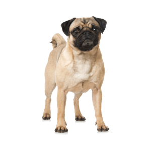Bullmastiff