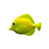 Red Chinees Fish - Image 2