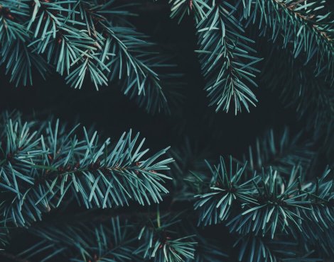 parallax-effect-2 parallax effect jupiterx features leaves