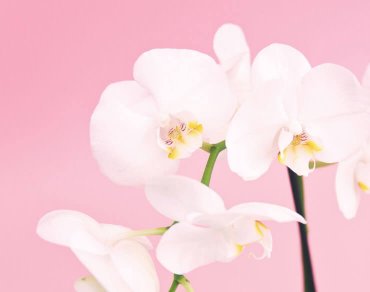 parallax-effect-3 parallax effect jupiterx features pink blossoms